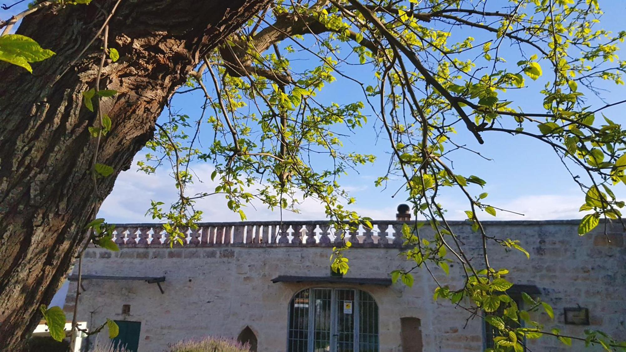 Podere Del Gelso Bianco, Vacation Rental Остуні Екстер'єр фото